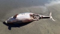 Torretta, esemplare di delfino trovato morto sulla spiaggia