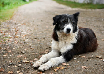 Protezione Animali Calabria: stilato un sintetico vademecum per gestire al meglio l’incontro con cani abbandonati o smarriti