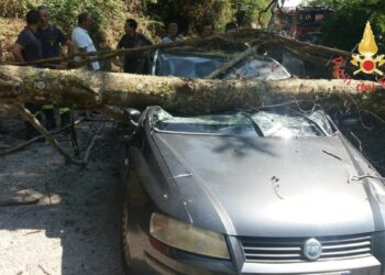 Albero d’alto fusto si spezza abbattendosi su auto in transito: un ferito, intervengono i Vigili del Fuoco