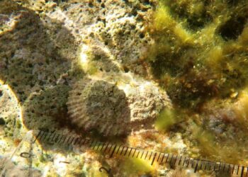 Biodiversità marina: una nuova scoperta sensazionale nei mari calabresi