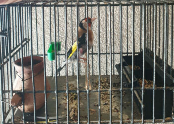 Blitz antibracconaggio in Sila: tre persone denunciate