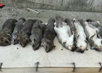 Deteneva illegalmente  esemplari di ghiro, denunciato dai Carabinieri Forestali