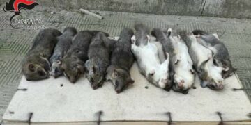 Deteneva illegalmente  esemplari di ghiro, denunciato dai Carabinieri Forestali