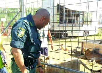 FareAmbiente con Enpa su accertamenti Circo Orfei: rispetto per la legge e per gli animali