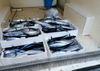 Fermato un furgone con a bordo 70 tonni, sequestrati dalla Guardia Costiera e multa per 1500euro