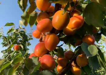 Frutteto Calabria: il bilancio è molto negativo per pesche, nettarine e albicocche
