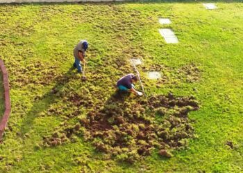 I cinghiali “in visita” alla Cittadella Regionale