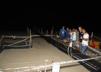 Iniziano a schiudersi le uova di Tartarughe Caretta caretta sulla costa ionica, altre 6 nate a Cassano allo Jonio