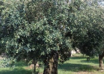 Frodi Olio, Coldiretti Calabria: bene i controlli dei Nas per tutelare le aziende serie