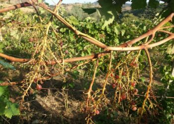 Quintali di uva in un vigneto divorati da “Faine”, l’agricoltore aveva anche recintato l’intero vigneto per impedire ai cinghiali di entrare