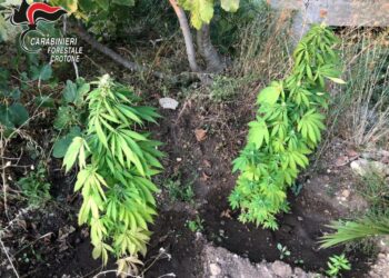 Rinvenute 15 piante di canapa indiana in un terreno agricolo a Isola Capo Rizzuto, sequestrate dai Carabinieri Forestali