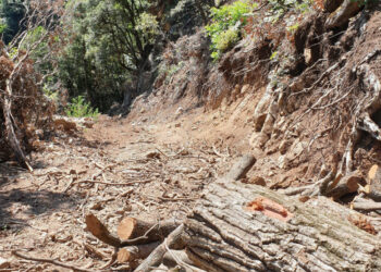 Savelli: realizza strada non autorizzata all’interno di un bosco, denunciato presunto responsabile