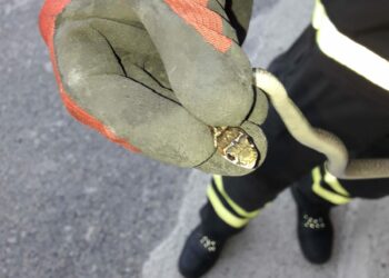 Serpente entra in casa, paura  per una famiglia di Petilia Policastro, recuperato dai Vigili del Fuoco