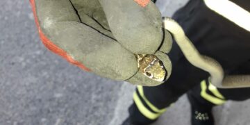 Serpente entra in casa, paura  per una famiglia di Petilia Policastro, recuperato dai Vigili del Fuoco