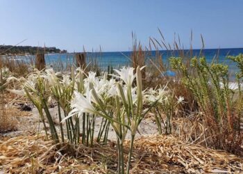 Straordinaria invasione di Gigli di Mare a Briatico