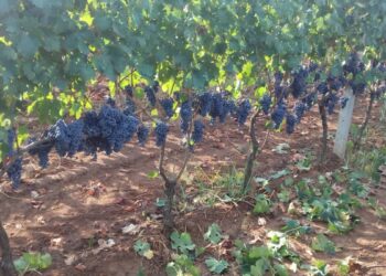 Vino: Vendemmia da molto buona ad eccezionale con -3% di produzione