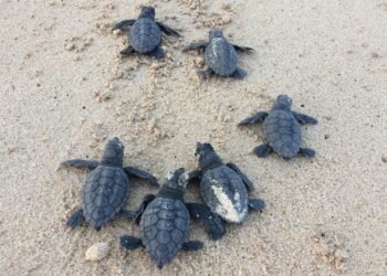 Nascono 77 tartarughe marine sulla costa ionica a Trullo di Mare (Taranto) ancora un nido gestito con successo dal Wwf di Policoro