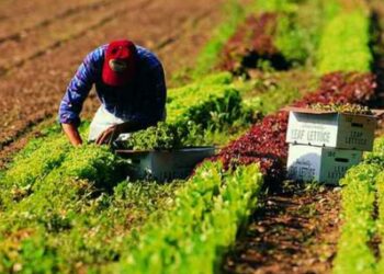 Psr: oltre 14 milioni di Euro erogati agli agricoltori calabresi