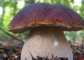 Al via a San Giovanni in Fiore “Fungo in festa”, sabato 26 ottobre