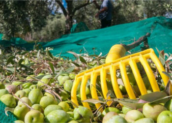 Cade da un albero mentre raccoglie le olive, grave 58enne