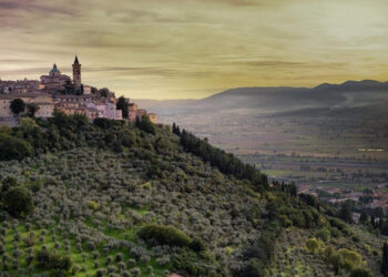 Camminata tra gli olivi nelle terre di Calabria