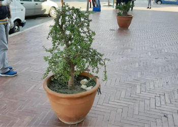 Cirò Marina, Città Pulita: cittadini generosi in favore del decoro urbano, piante e vasi offerti per la nostra Città