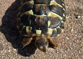 Cirò Marina: Rinvenuta e sequestrata testuggine protetta detenuta illegalmente, deferito alla Procura
