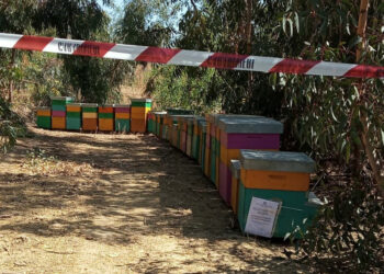 Rinvenute e sequestrate dai Forestali 31 arnie non registrate all’anagrafe apistica, denunciato l’apicoltore