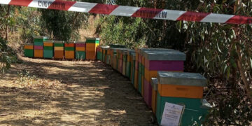 Rinvenute e sequestrate dai Forestali 31 arnie non registrate all’anagrafe apistica, denunciato l’apicoltore