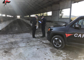 Gestiva illegalmente deiezioni di un allevamento avicolo, deferito il proprietario