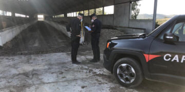 Gestiva illegalmente deiezioni di un allevamento avicolo, deferito il proprietario