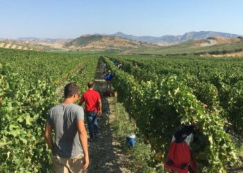 Grande Festa della Vendemmia a Cirò Marina di Slow Food tra i filari d’uva della Cantina Librandi