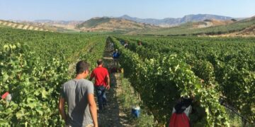 Grande Festa della Vendemmia a Cirò Marina di Slow Food tra i filari d’uva della Cantina Librandi
