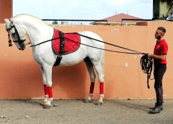 Il Cavallo non è un giocattolo