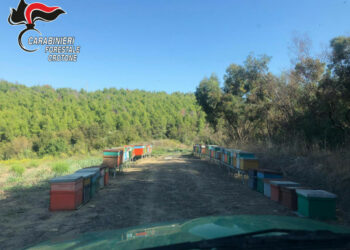 Nomadismo Apiario: sequestrate 67 arnie non registrate