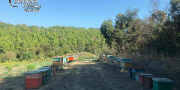 Nomadismo Apiario: sequestrate 67 arnie non registrate