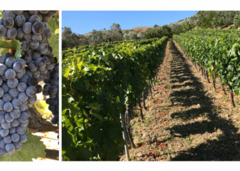 OCM Vino: erogati circa quattro milioni di euro alle aziende vitivinicole calabresi