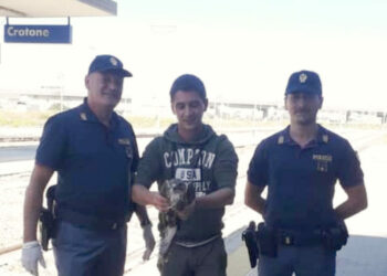 Rinvenuto Rapace ferito sul binario della stazione di Crotone, salvato dalla Polizia Ferroviaria
