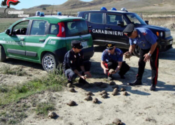Rocca di Neto, teneva illegalmente 47 tartarughe di specie protetta: denunciato