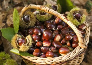 Sono arrivate le prime castagne in Calabria, raccolto in aumento del tra il 20 e 25%
