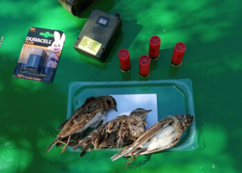 Sequestrato fucile a un cacciatore di Cirò, cacciava illegalmente nella località Solaggio