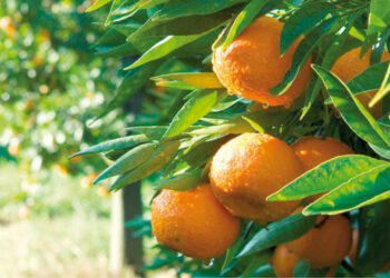 La Calabria e i suoi agrumi