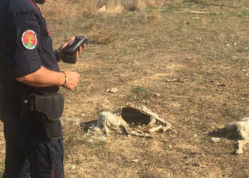 Rinvenute in un terreno venti carcasse di ovini in località Suvaretto a Crotone