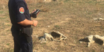Rinvenute in un terreno venti carcasse di ovini in località Suvaretto a Crotone