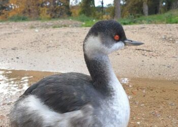 Recuperato uno Svasso piccolo alla periferia di San Giovanni in Fiore