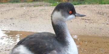 Recuperato uno Svasso piccolo alla periferia di San Giovanni in Fiore