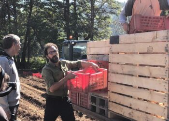 Patata della Sila IGP, una storia di successo