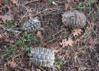 Cirò Marina: liberate sette Tartarughe hermanni da Mario Pucci