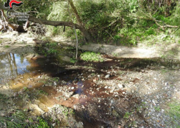 Cirò: Frantoio oleario sversava acque reflue in un fosso naturale