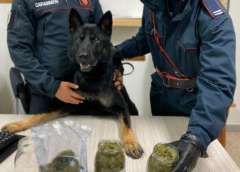 Cotronei: 49enne trovato in possesso di 400 grammi di droga, arrestato dai Carabinieri
